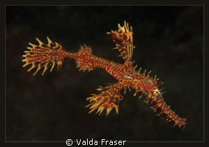 First encounter with an ornate ghost pipefish. So beautif... by Valda Fraser 